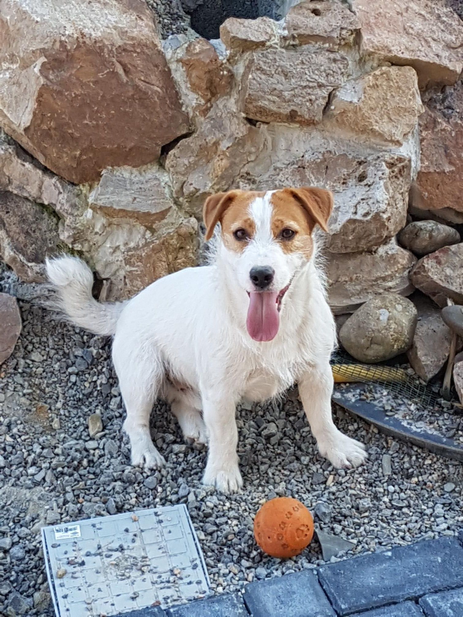 Herbert im Garten