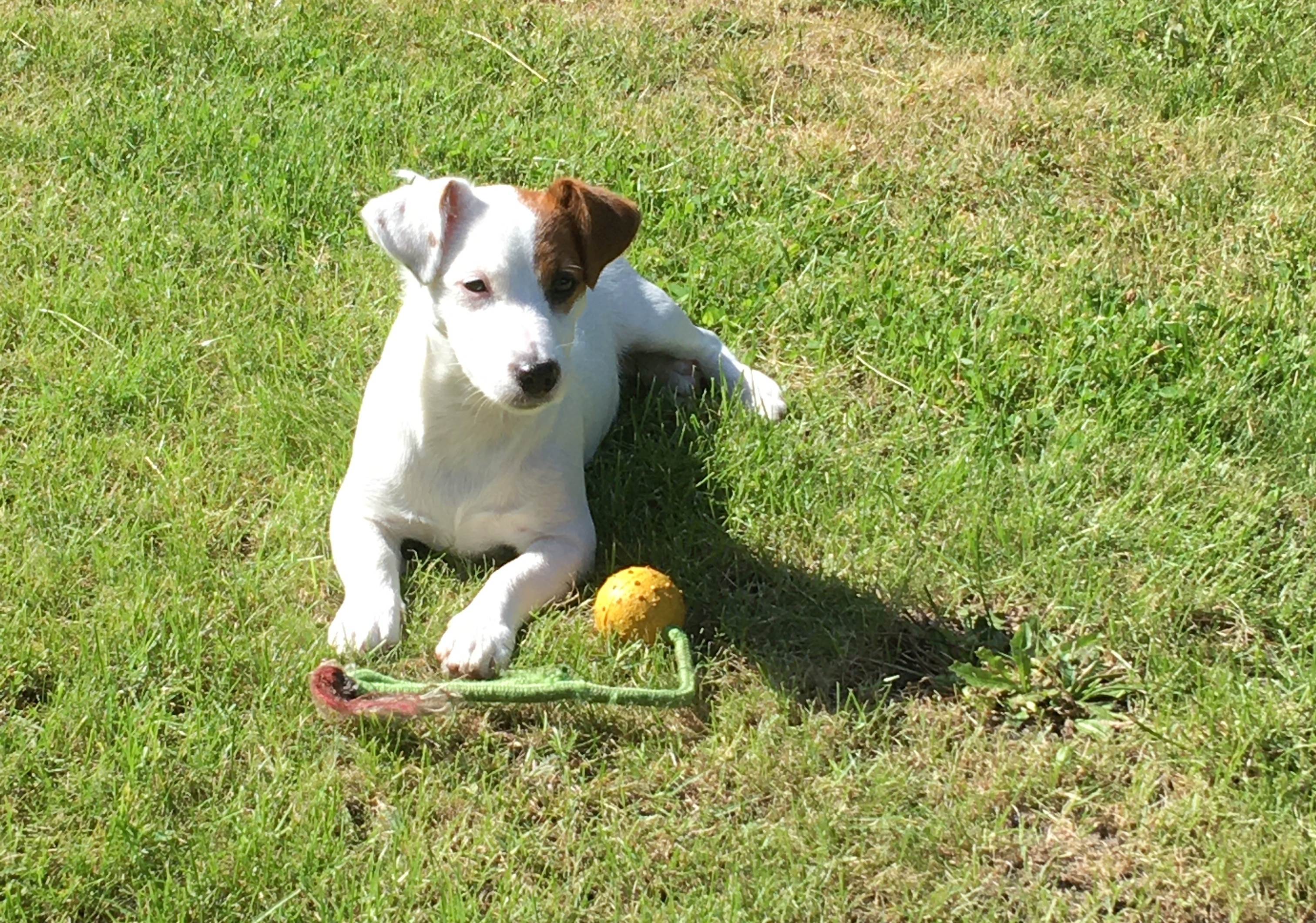 Fritzi: Ich bewache mein Spielzeug