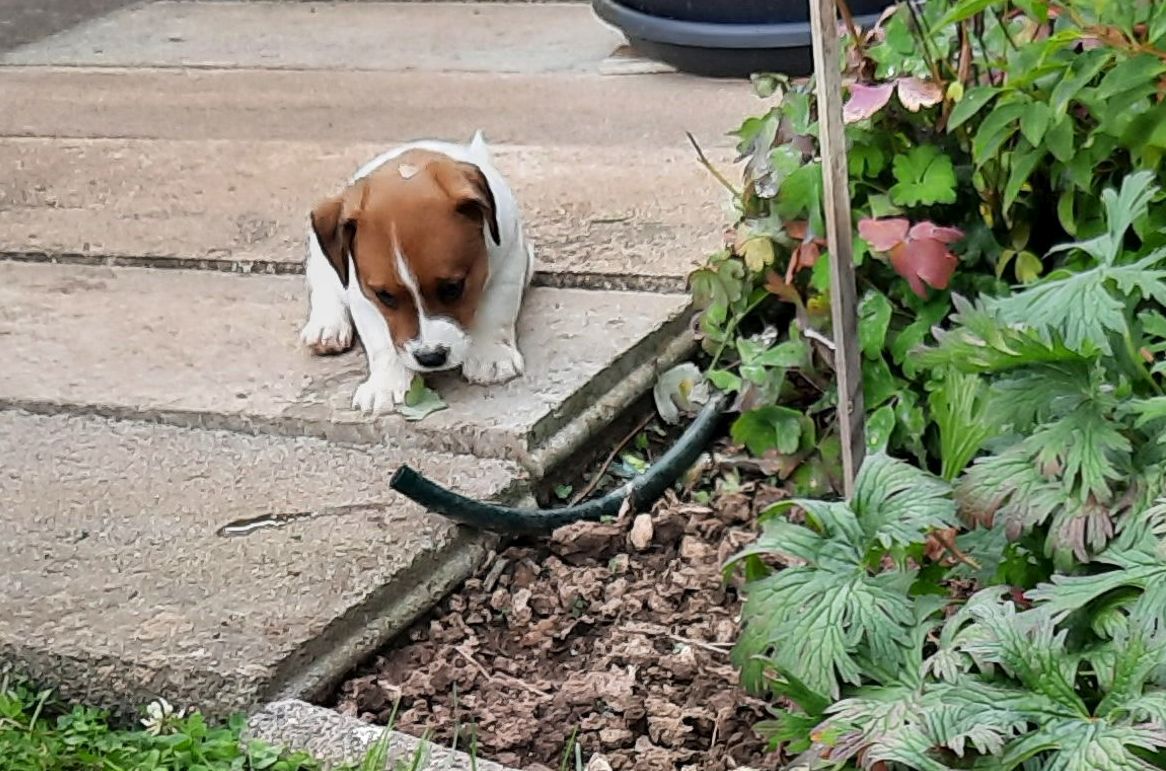 Ein Schlauch? In meinem Garten?