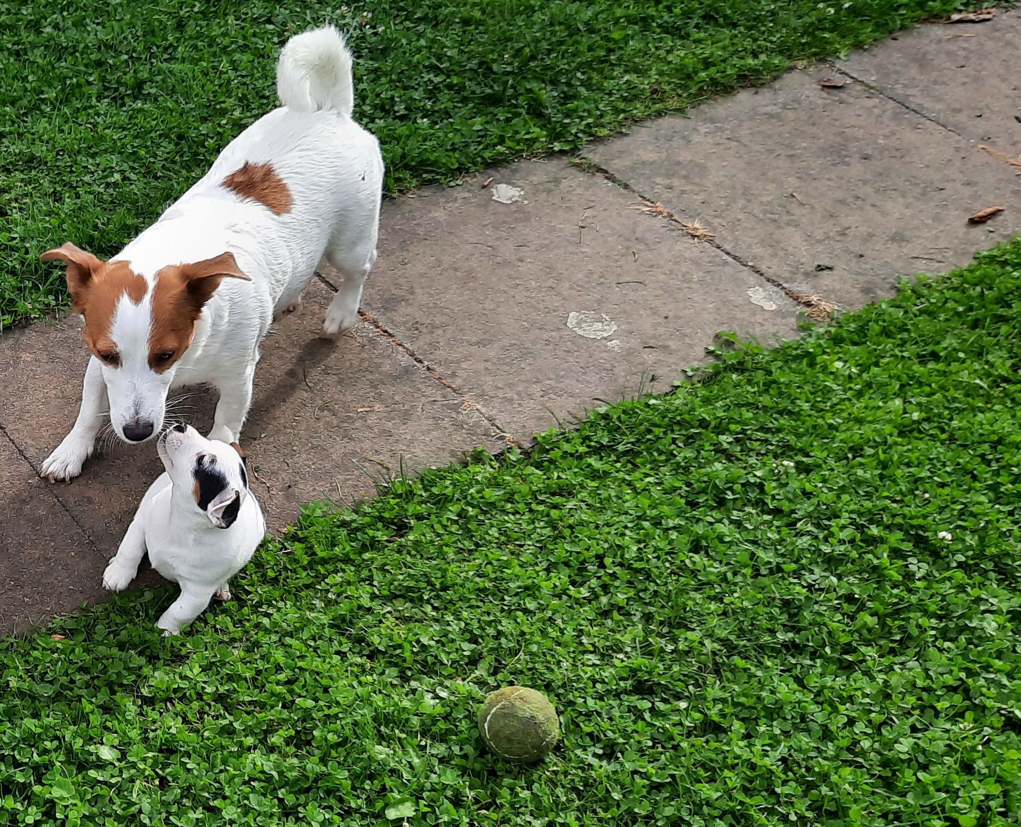 Ich will auch Ballspielen