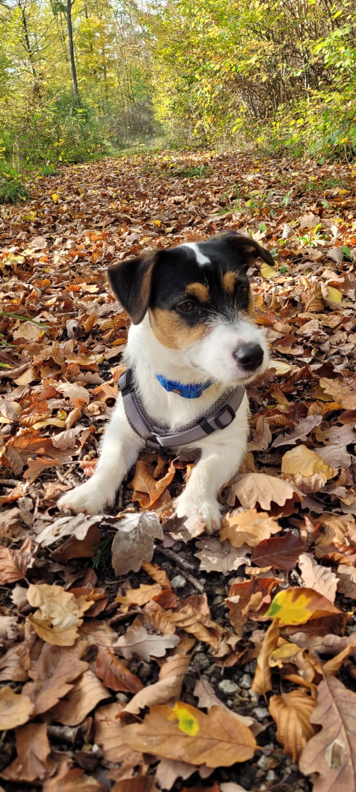 Hugo im Wald